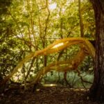 the Tree of Life - more than just our logo